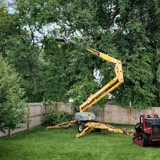 Reliable Eleele, HI Tree Care Solutions